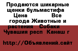 Продаются шикарные щенки бульмастифа › Цена ­ 45 000 - Все города Животные и растения » Собаки   . Чувашия респ.,Канаш г.